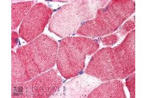 ABIN238566 (5µg/ml) staining of paraffin embedded Human Skeletal Muscle. (Arylsulfatase B 抗体  (Internal Region))