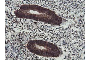 Image no. 1 for anti-Exoribonuclease 1 (ERI1) antibody (ABIN1498094) (ERI1 抗体)