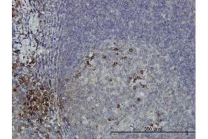 Image no. 1 for anti-dephospho-CoA Kinase Domain Containing (DCAKD) (AA 113-201) antibody (ABIN466243) (DCAKD 抗体  (AA 113-201))