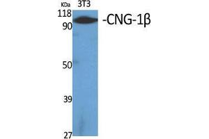 Western Blot (WB) analysis of specific cells using CNG-1beta Polyclonal Antibody. (GARP 抗体  (Internal Region))