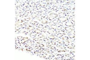 Immunohistochemistry of paraffin-embedded mouse stomach using PRPF8 antibody at dilution of 1:100 (x40 lens). (PRPF8 抗体)