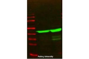 Western Blot (WB) analysis: Please contact us for more details. (Actin 抗体)