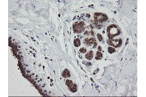 Image no. 1 for anti-Mitochondrial Ribosomal Protein S34 (MRPS34) antibody (ABIN1499564) (MRPS34 抗体)