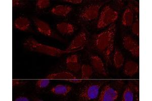 Confocal immunofluorescence analysis of U2OS cells using MTX1 Polyclonal Antibody at dilution of 1:100. (Metaxin 1 抗体)