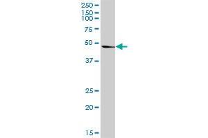 PA2G4 MaxPab rabbit polyclonal antibody. (PA2G4 抗体  (AA 1-394))