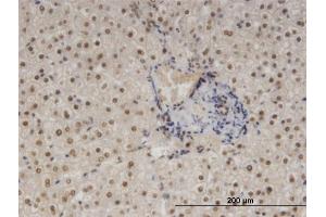 Immunoperoxidase of monoclonal antibody to NFIB on formalin-fixed paraffin-embedded human liver. (NFIB 抗体  (AA 1-420))