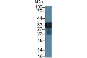 Western Blot; Sample: Mouse Liver lysate; Primary Ab: 1µg/ml Rabbit Anti-Mouse RGN Antibody Second Ab: 0. (Regucalcin 抗体  (AA 1-299))