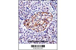TAC3 Antibody immunohistochemistry analysis in formalin fixed and paraffin embedded human pancreas tissue followed by peroxidase conjugation of the secondary antibody and DAB staining. (Tachykinin 3 抗体  (AA 54-83))
