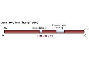 Image no. 2 for anti-E1A Binding Protein P300 (EP300) antibody (ABIN967440) (p300 抗体)