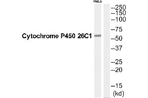 Western blot analysis of extracts from Hela cells, using CP26C antibody. (CYP26C1 抗体  (C-Term))
