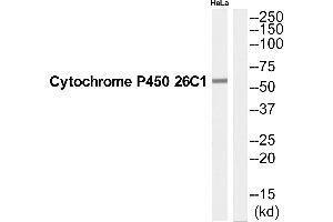 Western blot analysis of extracts from Hela cells, using CP26C antibody.