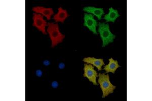 Laminin 2 alpha Mouse Monoclonal Antibody staining HepG2 cells by IF/ICC. (Laminin 抗体  (N-Term))