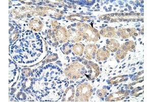 KCNAB2 antibody was used for immunohistochemistry at a concentration of 4-8 ug/ml to stain EpitheliaI cells of renal tubule (arrows) in Human Kidney. (KCNAB2 抗体  (Middle Region))
