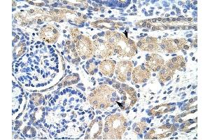 KCNAB2 antibody was used for immunohistochemistry at a concentration of 4-8 ug/ml to stain EpitheliaI cells of renal tubule (arrows) in Human Kidney.