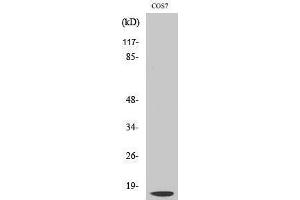 Western Blotting (WB) image for anti-Cathepsin D (CTSD) (Cleaved-Gly65), (Light Chain) antibody (ABIN6286702) (Cathepsin D 抗体  (Cleaved-Gly65, Light Chain))