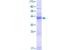 Neurensin 1 Protein (NRSN1) (AA 1-195) (GST tag)
