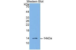 Detection of Recombinant MIP3b, Human using Polyclonal Antibody to Macrophage Inflammatory Protein 3 Beta (MIP3b) (CCL19 抗体  (AA 22-98))