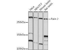 Western blot analysis of extracts of various cell lines, using Talin 2 Rabbit mAb (ABIN7270720) at 1:1000 dilution. (TLN2 抗体)