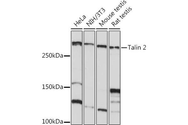 TLN2 抗体