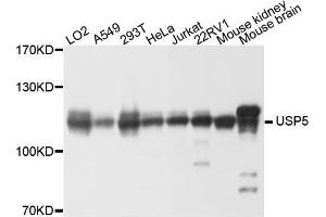 Western blot analysis of extracts of various cell lines, using USP5 antibody (ABIN5972330) at 1/1000 dilution. (USP5 抗体)