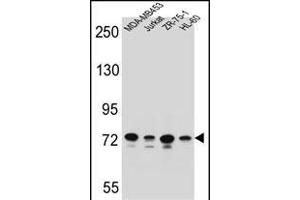 PCDHB15 Antibody (N-term) (ABIN655956 and ABIN2845342) western blot analysis in MDA-M,Jurkat,ZR-75-1,HL-60 cell line lysates (35 μg/lane). (PCDHB15 抗体  (N-Term))