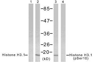 Western blot analysis of extract from HeLa cells using Histone H3. (Histone H3.1 抗体)