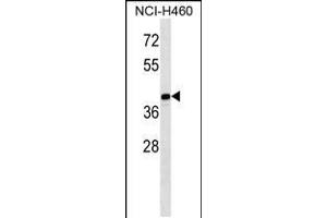 Western blot analysis in NCI-H460 cell line lysates (35ug/lane). (MAGEB10 抗体  (AA 88-116))