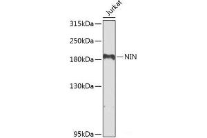 Western blot analysis of extracts of Jurkat cells using NIN Polyclonal Antibody at dilution of 1:1000. (Ninein 抗体)
