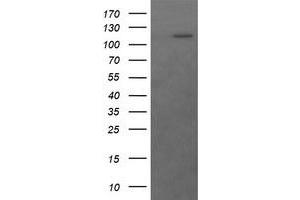 Image no. 1 for anti-RAS P21 Protein Activator (GTPase Activating Protein) 1 (RASA1) antibody (ABIN1500607) (RASA1 抗体)