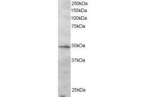 ABIN184810 staining (2µg/ml) of Jurkat lysate (RIPA buffer, 30µg total protein per lane).