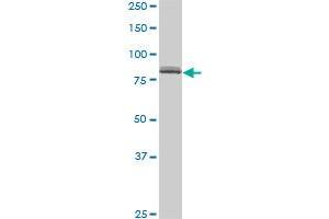 Western Blotting (WB) image for anti-Sp1 Transcription Factor (SP1) (AA 89-198) antibody (ABIN950040)