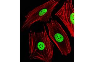 Immunofluorescence (IF) image for anti-Acidic (Leucine-Rich) Nuclear phosphoprotein 32 Family, Member E (ANP32E) (AA 21-44), (N-Term) antibody (ABIN1944855)