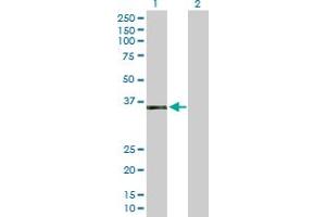 Western Blot analysis of AEN expression in transfected 293T cell line by AEN MaxPab polyclonal antibody. (AEN 抗体  (AA 1-325))