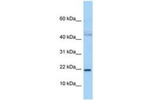 Image no. 1 for anti-Jun Dimerization Protein 2 (JDP2) (N-Term) antibody (ABIN6747974) (JDP2 抗体  (N-Term))