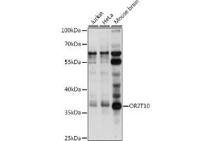 Western blot analysis of extracts of various cell lines, using OR2T10 antibody (ABIN7269088) at 1:1000 dilution. (OR2T10 抗体  (AA 1-100))