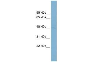 WB Suggested Anti-PON3  Antibody Titration: 0. (PON3 抗体  (Middle Region))