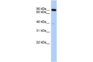 Western Blotting (WB) image for anti-CXXC Finger Protein 1 (CXXC1) antibody (ABIN2457965) (CXXC1 抗体)
