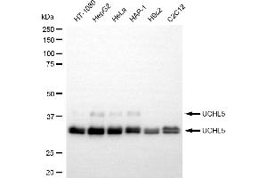 anti-Ubiquitin Carboxyl-terminal Hydrolase L5 (UCHL5) antibody