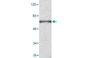Western blot analysis of KDM3A monoclonal antibody  at 1 : 2000 dilution interacts with recombinant KDM3A protein with a GST tag. (KDM3A 抗体  (C-Term))