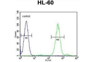 Flow cytometric analysis of HL-60 cells using FOXC2 Antibody  (right histogram) compared to a negative control cell (left histogram). (FOXC2 抗体  (Middle Region))