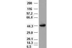 A1AT antibody (3C5) at 1:2000 dilution + lysates from HEK-293T transfected with human A1AT expression vector (SERPINA1 抗体  (AA 26-418))