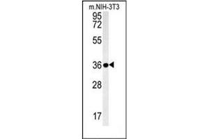 Western blot analysis of LGALS9B Antibody (Center) in mouse NIH-3T3 cell line lysates (35ug/lane). (LGALS9B 抗体  (Middle Region))
