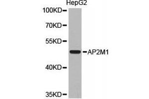Western Blotting (WB) image for anti-Adaptor-Related Protein Complex 2, mu 1 Subunit (AP2M1) antibody (ABIN1871004) (AP2M1 抗体)