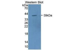 Detection of Recombinant MPG1, Mouse using Polyclonal Antibody to Macrophage Expressed Gene 1 Protein (MPG1) (MPEG1 抗体  (AA 41-313))