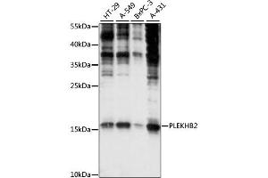 Western blot analysis of extracts of various cell lines, using PLEKHB2 antibody (ABIN6292493) at 1:1000 dilution. (PLEKHB2 抗体)