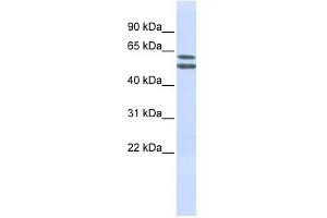 PIGQ antibody used at 1 ug/ml to detect target protein.