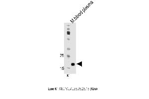 Mouse Apom Antibody (Center) (ABIN1538695 and ABIN2850191) western blot analysis in mouse blood plasma tissue lysates (35 μg/lane). (Apolipoprotein M 抗体  (AA 93-119))