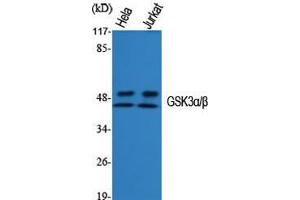 Western Blot (WB) analysis of specific cells using GSK3alpha/beta Polyclonal Antibody. (GSK3 alpha/beta 抗体  (Ser4520))
