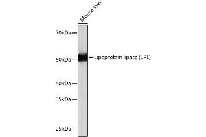 Western blot analysis of extracts of Mouse liver, using Lipoprotein lipase (LPL) (LPL) Rabbit mAb (ABIN1682726, ABIN3018558, ABIN3018559 and ABIN7101626) at 1:1000 dilution.