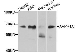 Western blot analysis of extracts of various cell lines, using AVPR1A antibody. (AVPR1A 抗体)